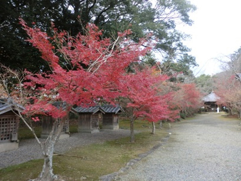 荒神山観音寺の紅葉の写真7