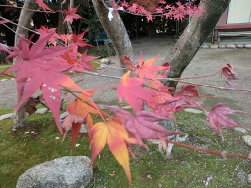 荒神山観音寺の紅葉の写真9