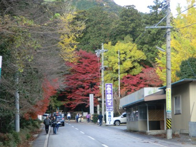 椿大神社の紅葉の写真7