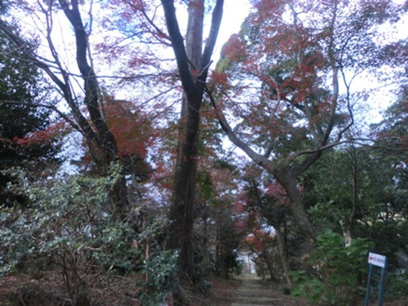 加佐登神社の紅葉の写真4
