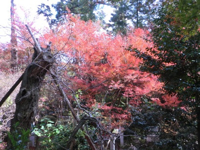 加佐登神社の紅葉の写真8
