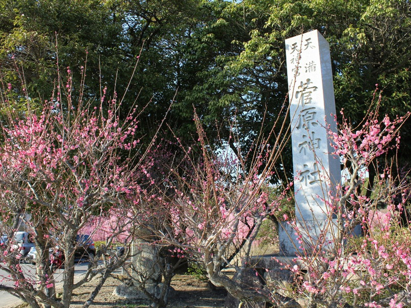 菅原神社のしだれ梅のイメージ写真