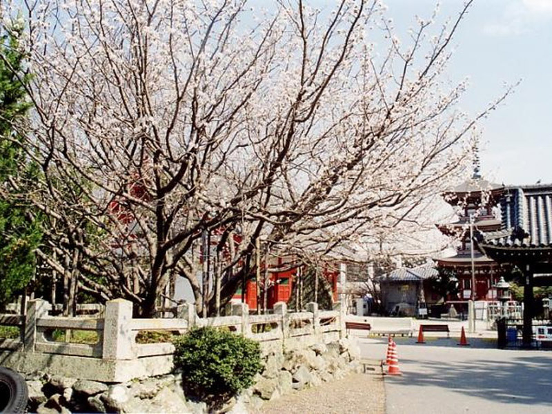 子安観音寺の不断桜の写真10