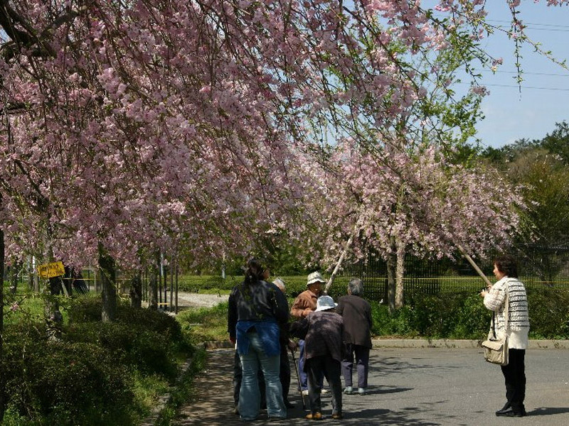 鈴鹿フラワーパークの桜の写真3