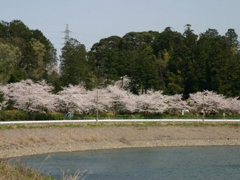 鈴鹿フラワーパークの桜の写真5
