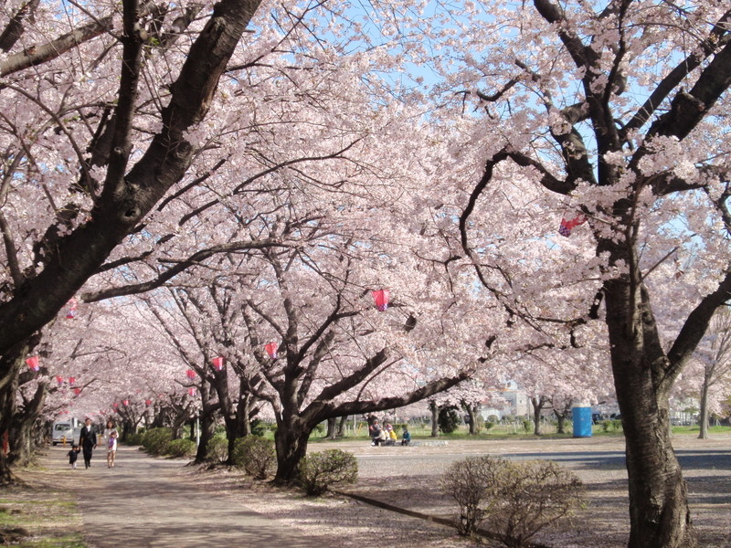 旭化成㈱の桜並木の写真7