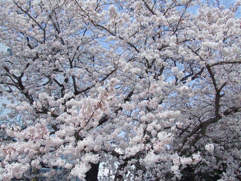 旭化成㈱の桜並木の写真10