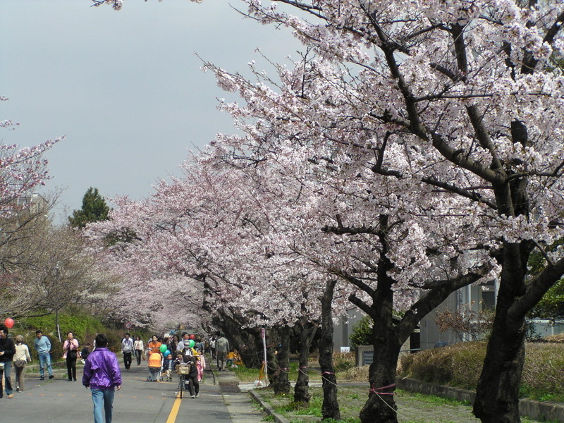 鈴鹿医療科学大学白子キャンパスの桜の写真1