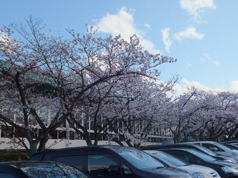 鈴鹿サーキットの桜の写真2