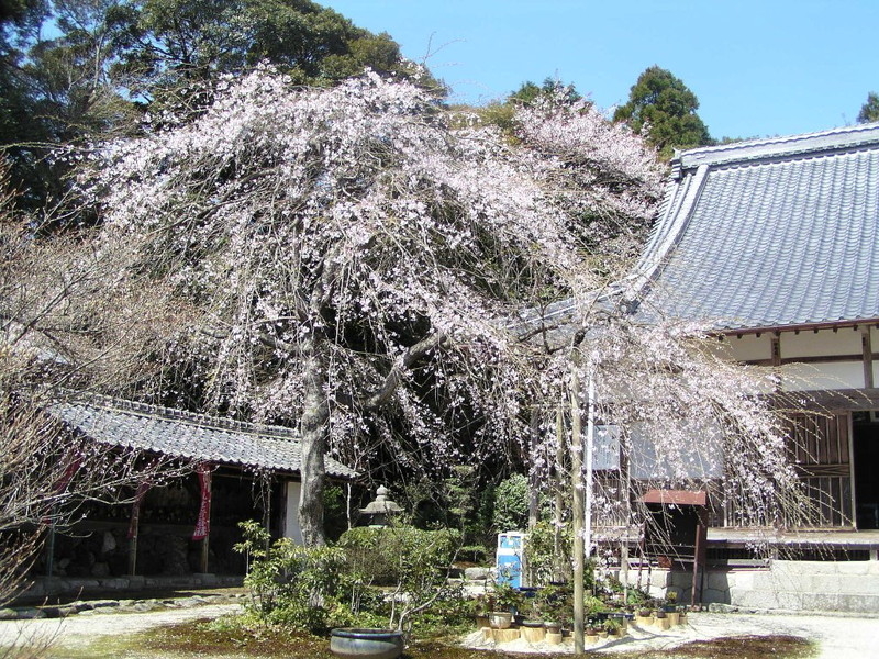 桃林寺の桜の写真4