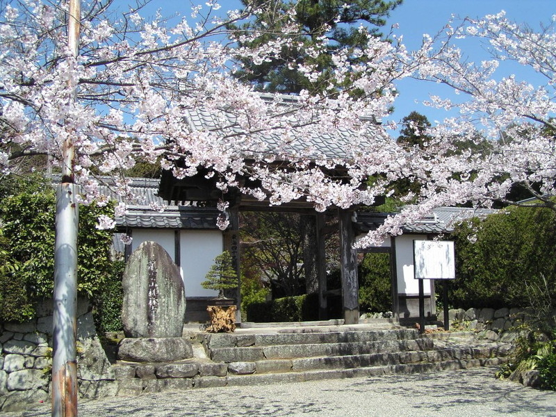桃林寺の桜のイメージ写真