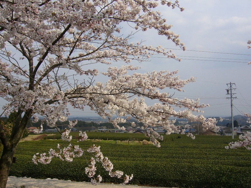 桃林寺の桜の写真6