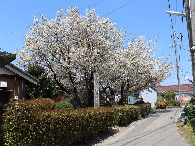 石薬師の蒲桜の写真1