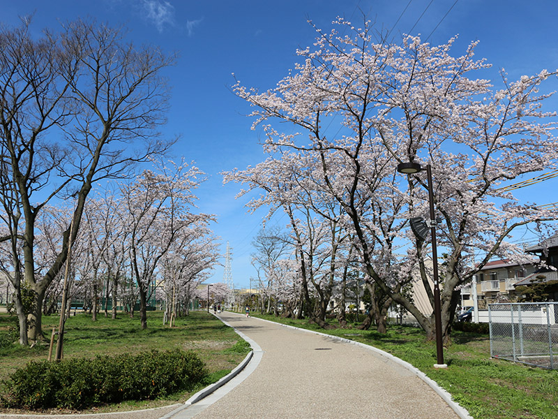 桜の森公園の桜の写真2
