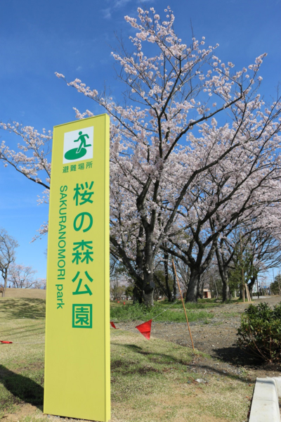 桜の森公園の桜の写真8