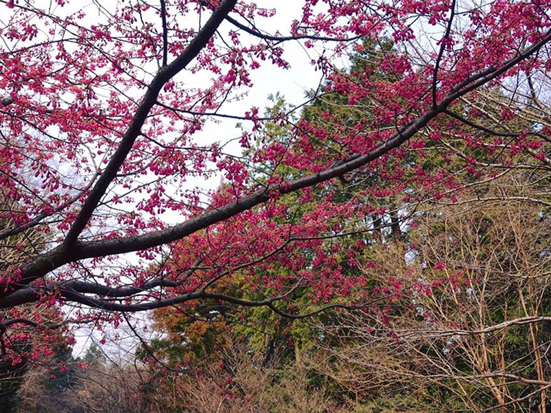 加佐登神社の桜の写真6