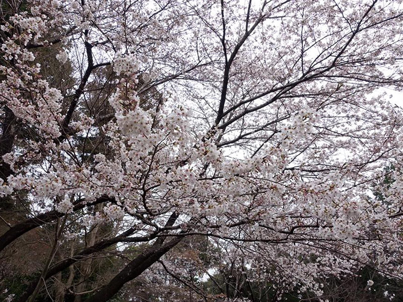 加佐登神社の桜の写真7