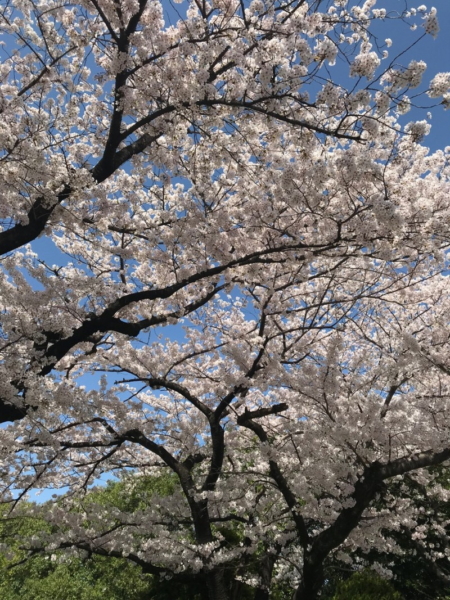 三重県立石薬師高校前の桜並木の写真2
