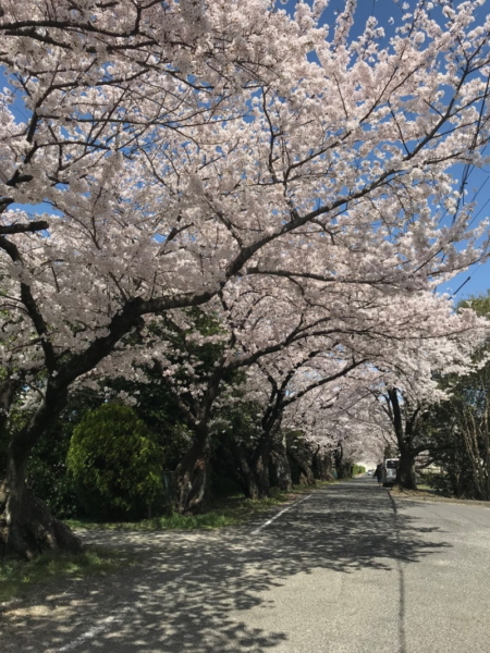 三重県立石薬師高校前の桜並木の写真1