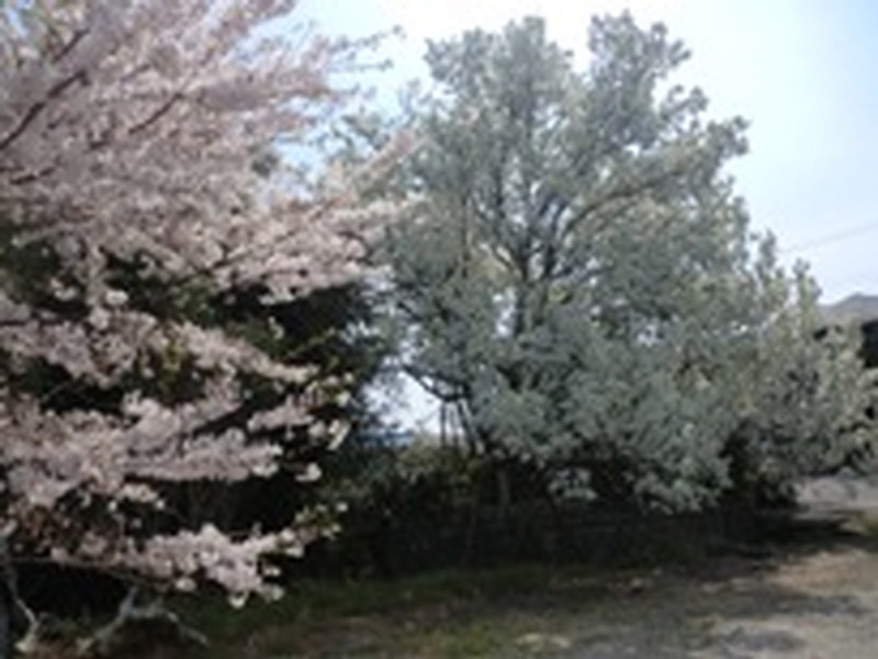 東阿倉川イヌナシ自生地