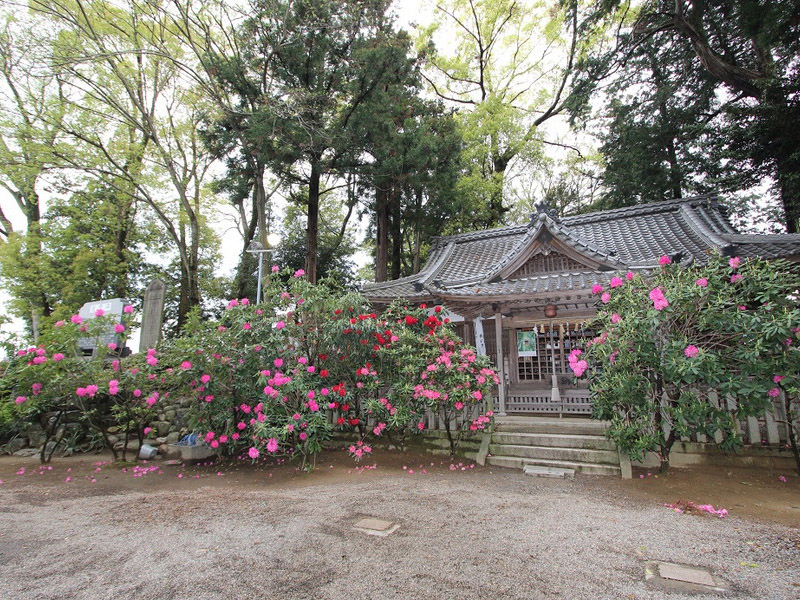 神明社のシャクナゲの写真3