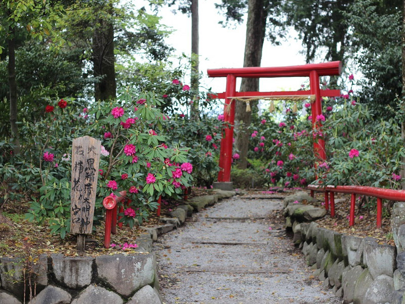 神明社のシャクナゲの写真4