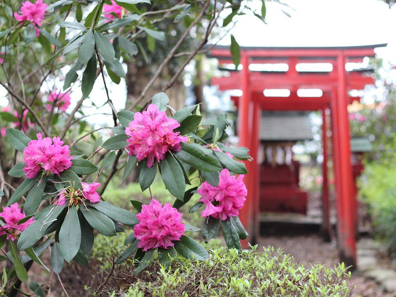 神明社のシャクナゲの写真5