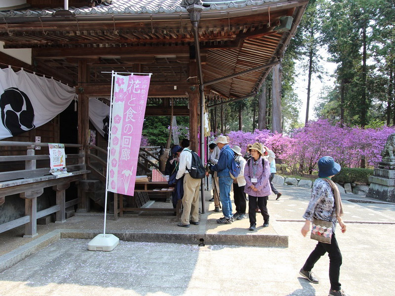 伊奈冨神社（いのうじんじゃ）のムラサキツツジの写真1