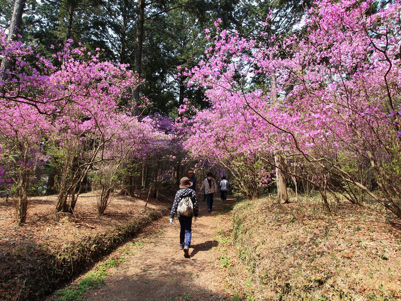 伊奈冨神社（いのうじんじゃ）のムラサキツツジの写真2