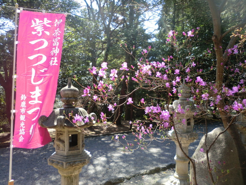 伊奈冨神社（いのうじんじゃ）のムラサキツツジの写真4