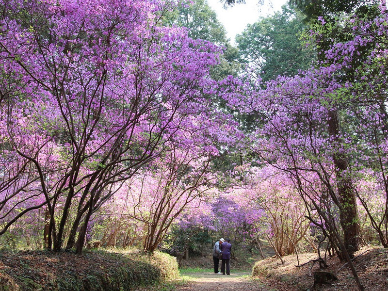 伊奈冨神社（いのうじんじゃ）のムラサキツツジの写真6