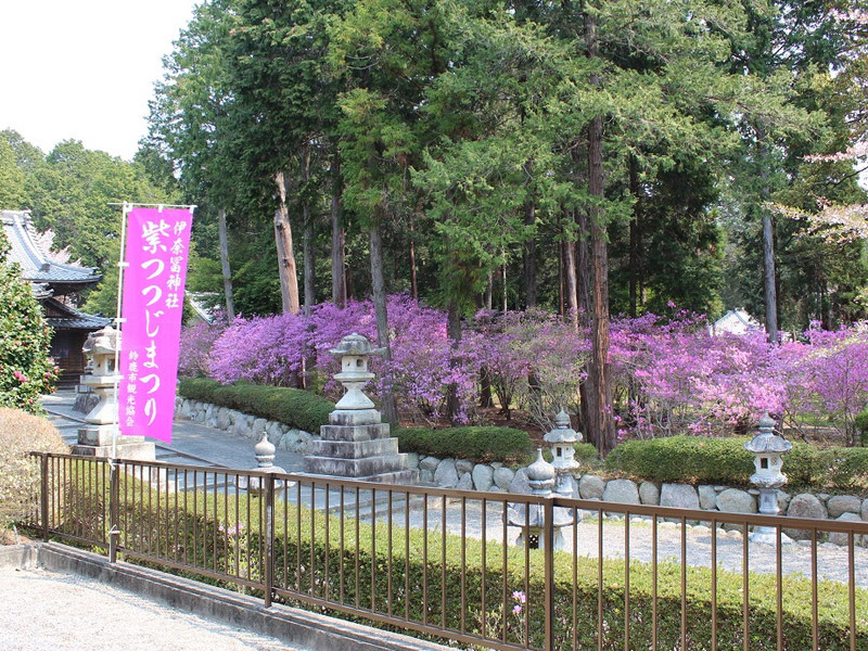 伊奈冨神社（いのうじんじゃ）のムラサキツツジの写真9