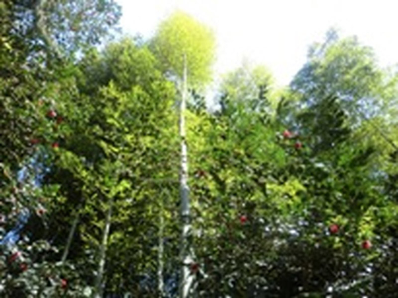 荒神山観音寺のハンカチの木の写真2