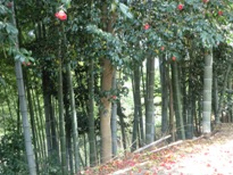 荒神山観音寺のハンカチの木の写真5