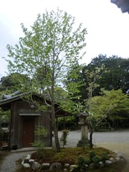 荒神山観音寺のハンカチの木の写真8