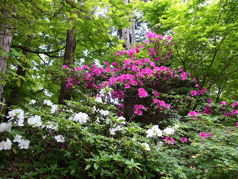 加佐登神社のムラサキツツジの写真1