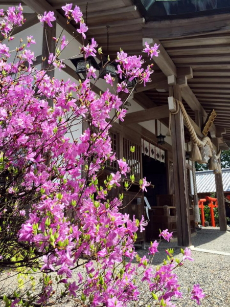 加佐登神社のムラサキツツジの写真5