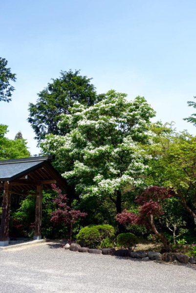 加佐登神社のムラサキツツジの写真10