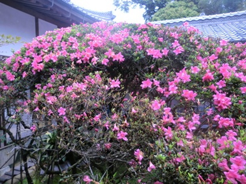 だるま寺（江西寺）の大サツキのイメージ写真