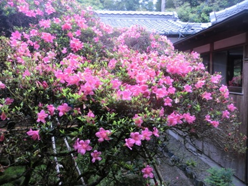 だるま寺（江西寺）の大サツキの写真3