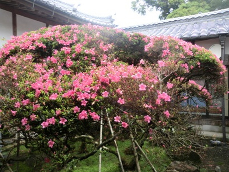 だるま寺（江西寺）の大サツキの写真4