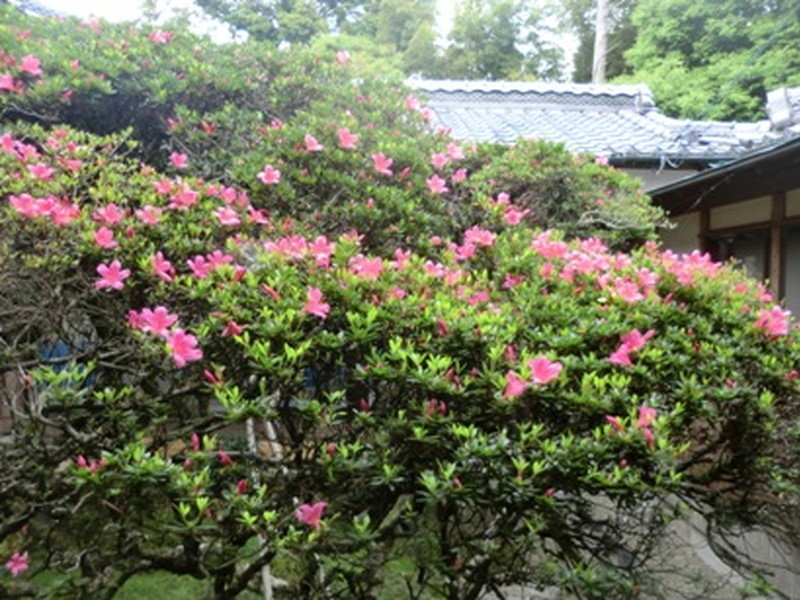 だるま寺（江西寺）の大サツキの写真5