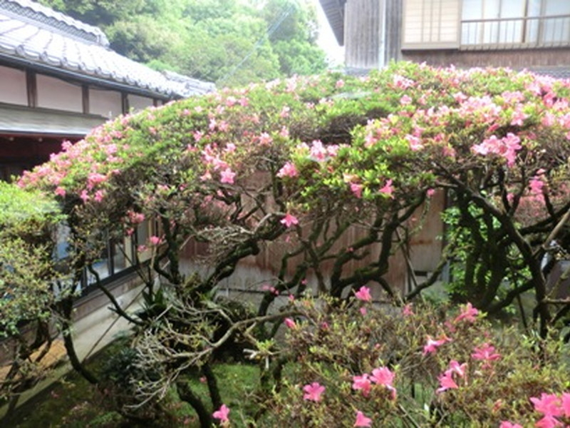 だるま寺（江西寺）の大サツキの写真6