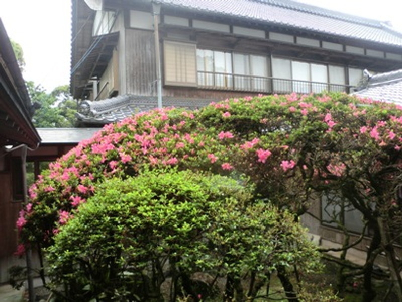 だるま寺（江西寺）の大サツキの写真7