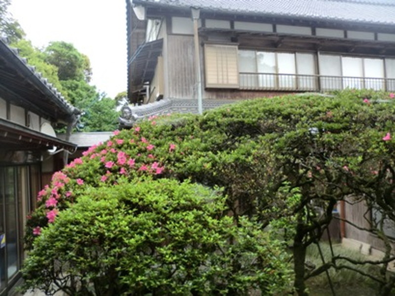 だるま寺（江西寺）の大サツキの写真8