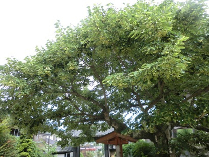 光明寺の菩提樹の写真5