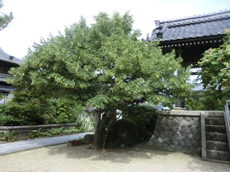 光明寺の菩提樹の写真6