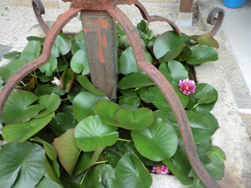 光明寺の菩提樹の写真8