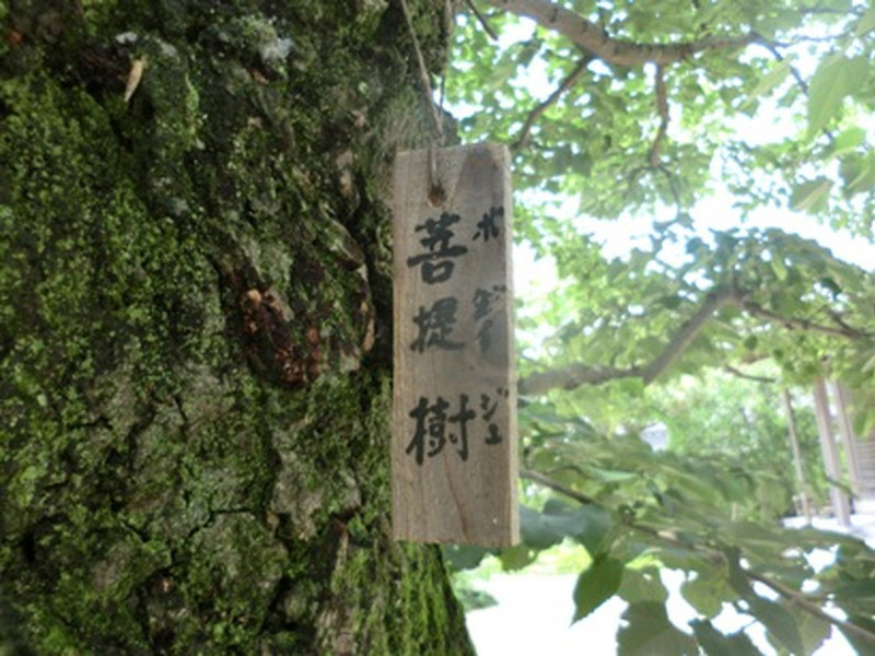 光明寺の菩提樹の写真10