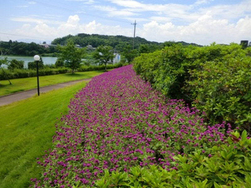 鈴鹿フラワーパークのサルスベリの写真2